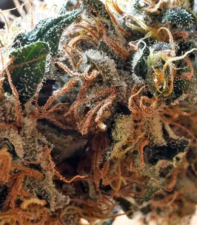 Fruity Juice Seeds
