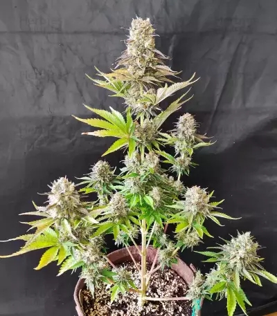 Ghost Train Power Seeds (Original Sensible Seeds)