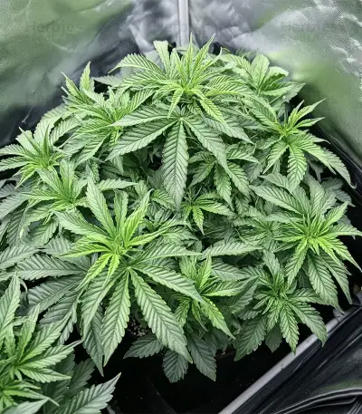 GMO Auto Seeds