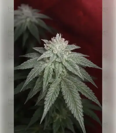 Granddaddy Purple Seeds