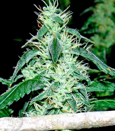 Hash Heaven Seeds