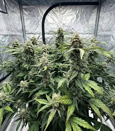 Graines de cannabis Hybrid X (Cream of the Crop Seeds)