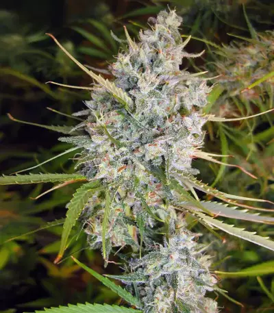 Malawi Seeds