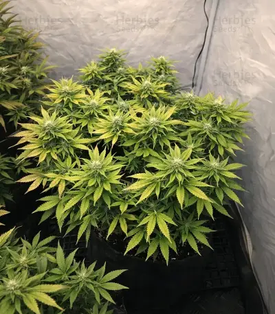 Mandarin Cookies (00 Seeds) Cannabis-Samen