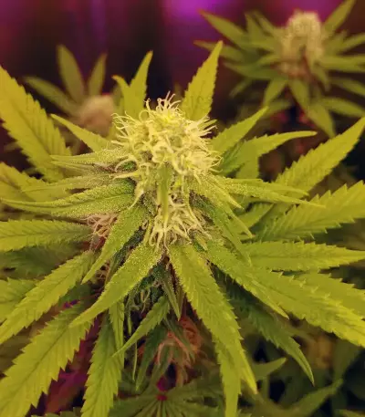 Graines de cannabis Monkey GG#4 Original Glue (Growers Choice)