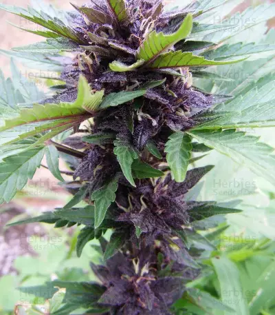 Narco Purps Auto Seeds
