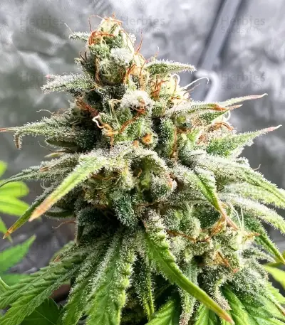 Nikki & Swami’s Lemon OG Seeds