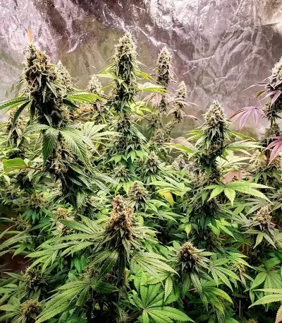 Nikki & Swami’s Maracuya Seeds