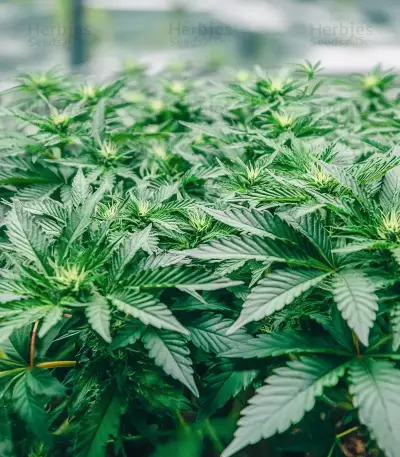 Northern Flame feminized seeds
