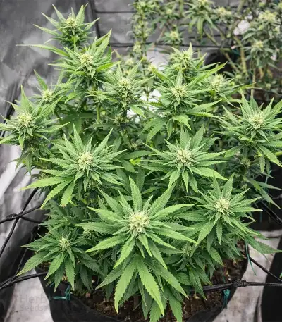 OG Kush Seeds