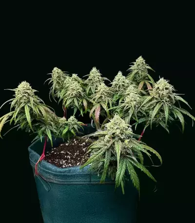 Pound Cake Auto Seeds