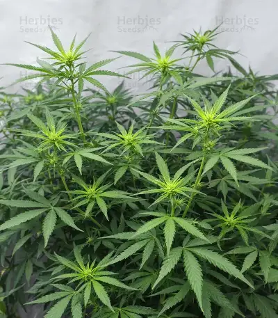 Psychotropic Mass feminized seeds