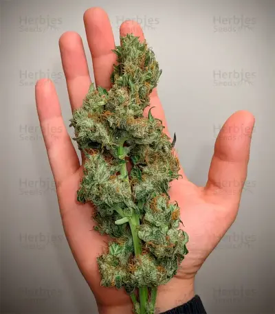 Pure Power Plant Automatic Seeds