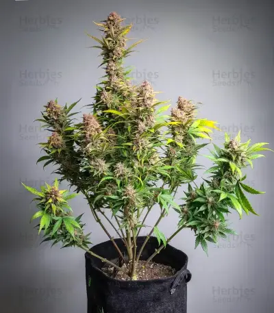 Purple Haze Auto Seeds