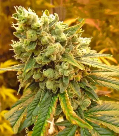 Semi femminizzati Sativa's Sour Diesel