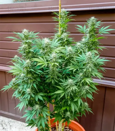 Sensi Purple Kush Seeds