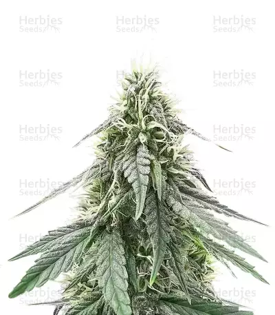 Semi Femminizzati Sour Apple Autoflower (Humboldt Seed Company)