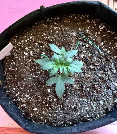 Tangie Regular seeds