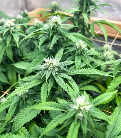 The Upsetter Seeds (Humboldt Seed Company)