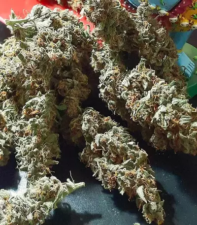 Tropicanna Poison F1 Fast Version Feminized Seeds (Sweet Seeds)