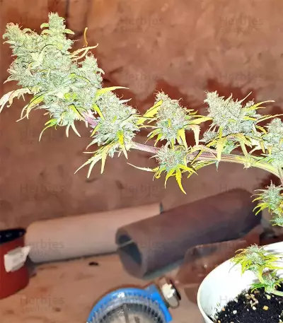White Widow feminized seeds (Seedstockers)
