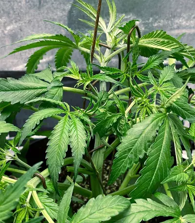 Green Crack Autoflower (Herbies Seeds)