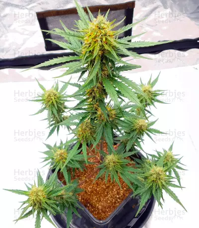 Sementes de Ztrawberriez Auto Feminizadas (Fast Buds)