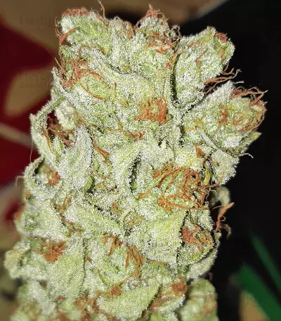 Bruce Banner Fast Version (Herbies Seeds)