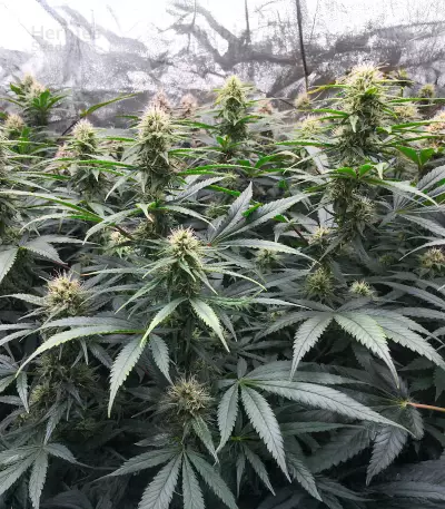 Semi Femminizzati Northern Lights 10 of 10 (Seedkeepers)