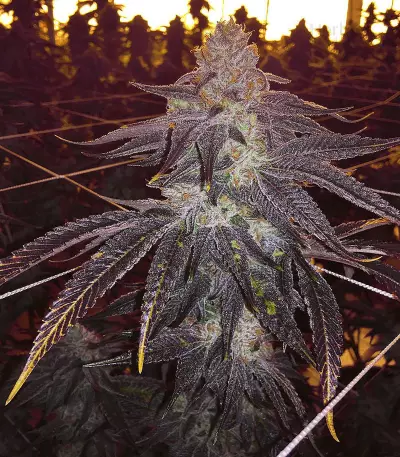 501st OG regular seeds