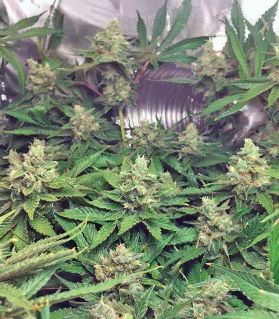 Lemon Skunk (GHS)