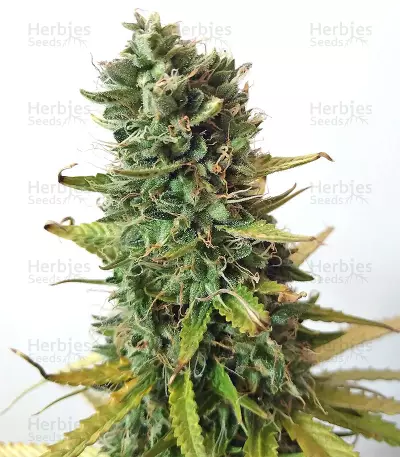 Afghan Express Auto (Positronics Seeds)