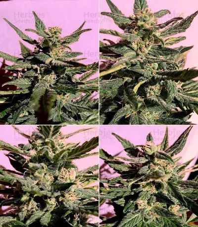 Auto Bio Diesel Mass strain