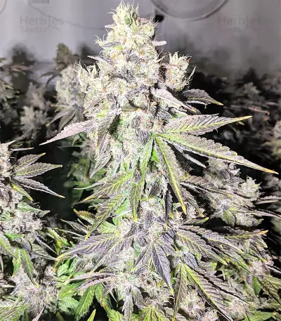 Auto Purple Gorilla Seeds