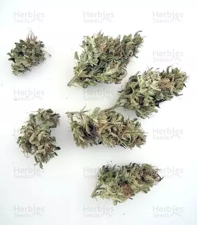 BCN Power Plant Seeds