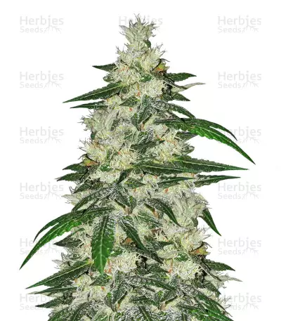 Bangi Congo x Panama (Ace Seeds) Cannabis-Samen