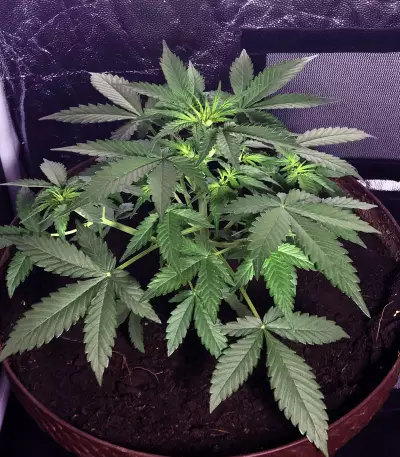 Berry Auto Seeds