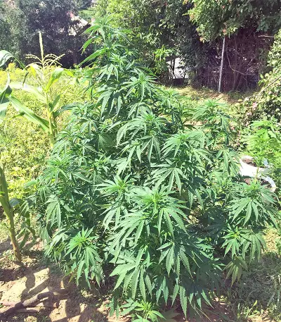Bruce Banner #3 Seeds (Big Head Seeds)