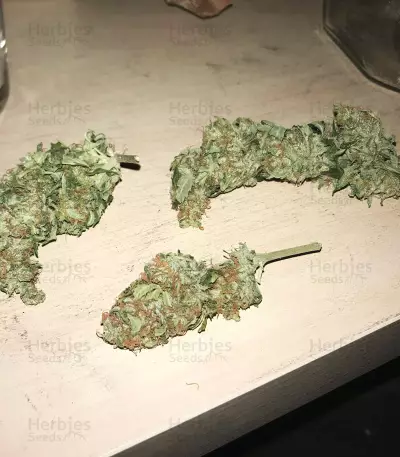 Buddha Deimos Auto Regular seeds