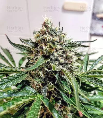 Graines de cannabis Buddha White Dwarf Auto regular (Buddha Seeds)