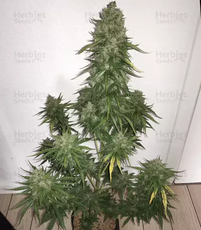 CBD Lemon Potion Auto Seeds