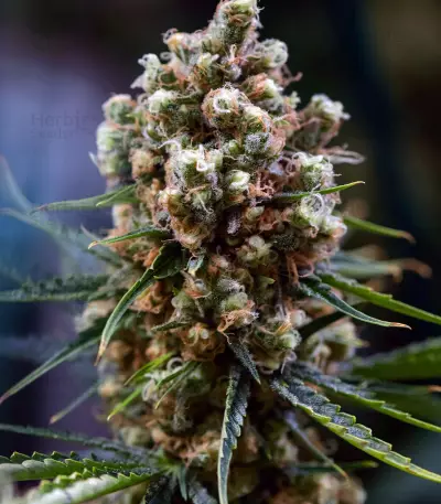 Critical Kush Seeds