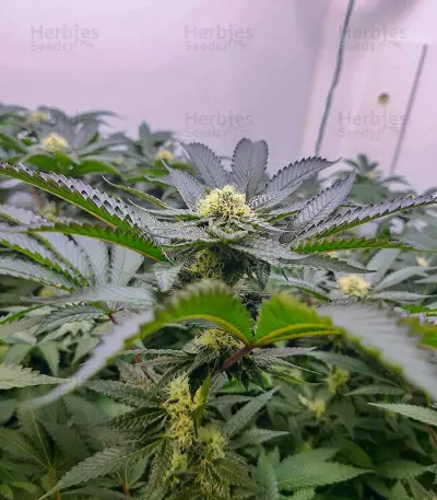 Graines de cannabis Do-Si-Dos (Pyramid Seeds)