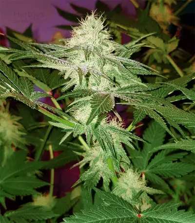 Four-Way Regular seeds