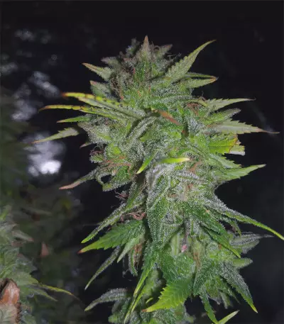 Gelato 41 feminized seeds (Seedstockers)