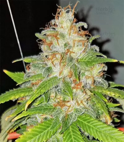 Golden Lemons Seeds