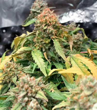 Semillas feminizadas Gorilla Z Auto (Barney’s Farm)