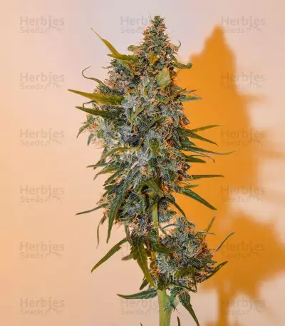 King Kong Auto feminized seeds