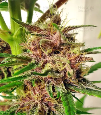 Malawi x PCK (Ace Seeds)