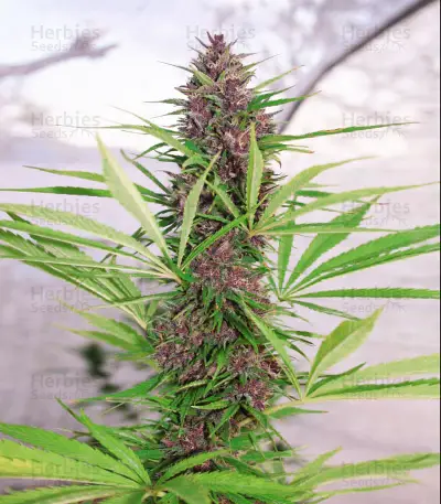 Malawi x PCK (Ace Seeds)